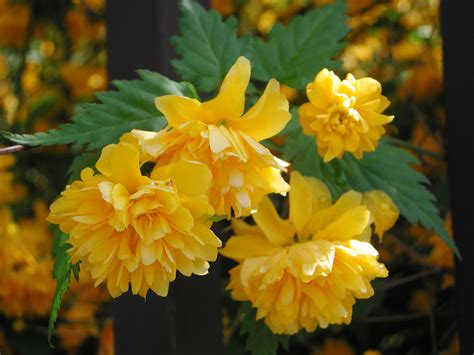 11 Types Of Shrubs That Flower In Early Spring