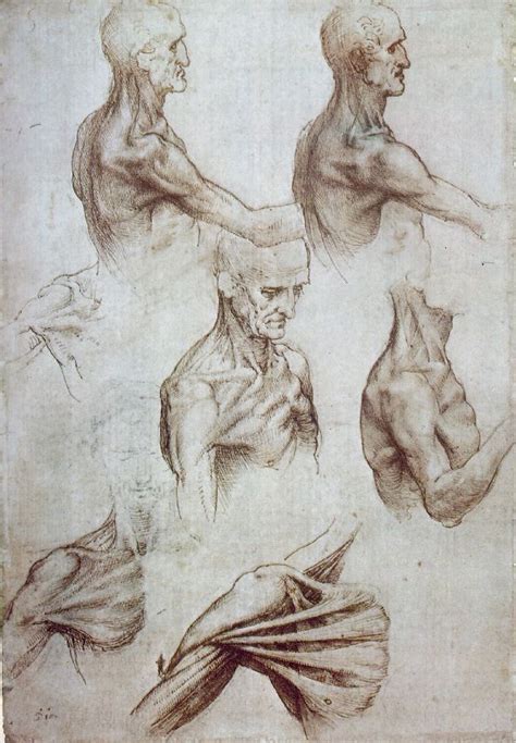 Leonardo Da Vinci Anatomist At The Royal Gallery Buckingham Palace