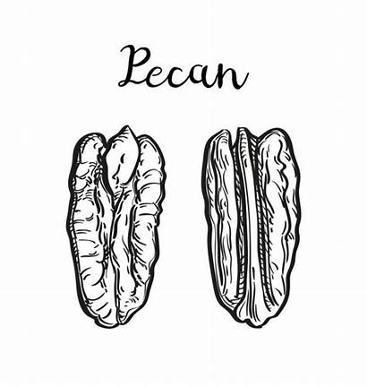 Pecan Illustration Vector Tree Sketch Nuts Clipart