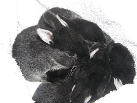 Silver Star Rabbitry Silver Marten Baby Pictures
