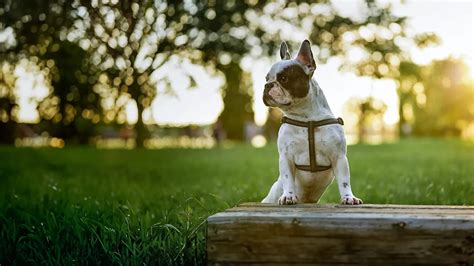 Pet-Friendly Vacations in Bacalar! Discover Mía Bacalar, Your Pet