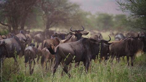 Wildebeest And Calf In Middle Of Herd Del Colaborador De Stocksy