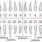 Dentist Tooth Numbering Chart
