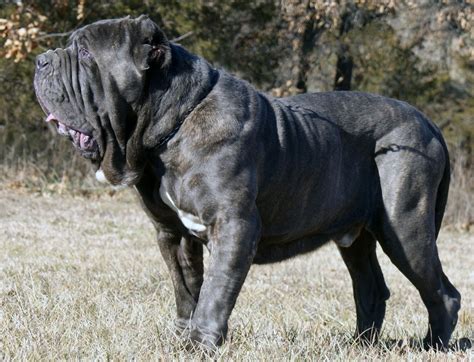 10 top brands for large breeds. Neapolitan Mastiff - All Big Dog Breeds