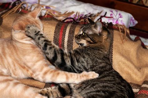 Two Adorable Tabby Cats Playing Together On Plaid Blanket At Home Stock