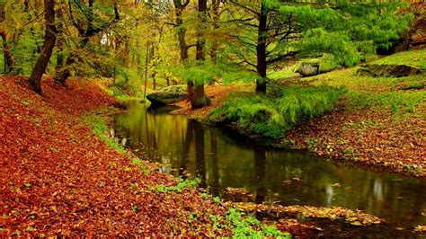 Autumn Landscape River Forest Fallen Leaves Red Hd