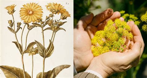 Silphium The Ancient Miracle Plant Rediscovered In Turkey