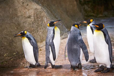 1,994,091 likes · 79,510 talking about this. Penguins Cool Off - Birdland Park & Gardens