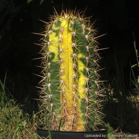 Trichocereus Terscheckii F Variegata