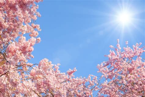 We did not find results for: Sakura wallpapers, Anime, HQ Sakura pictures | 4K ...