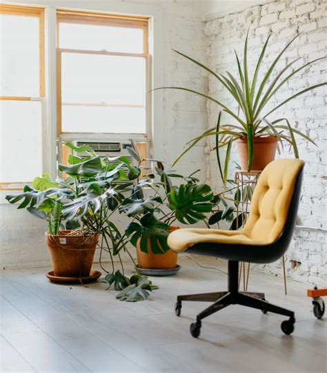 20 Best Low Maintenance Indoor Plants For Your Office
