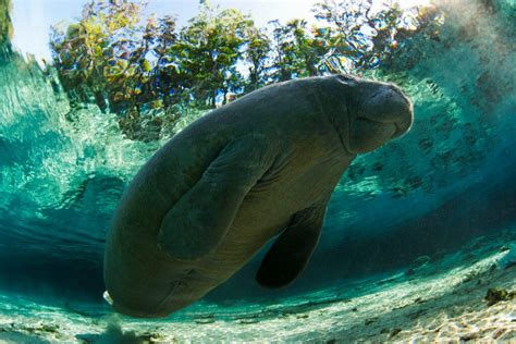 Best Place To Swim With Manatees Near Orlando Crystal River