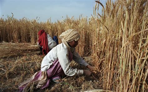 Rice Dwarfing Virus Threatens Indian Yields Tradewinds Software