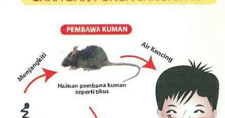 Kencing tikus dalam istilah perubatan dipanggil sebagai penyakit leptospirosis. kantinskpasirputehperempuan: Kencing Tikus