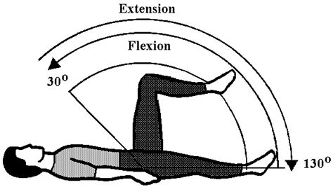 Range Of Movements Rom In The Hip Flexion And Extension The Position