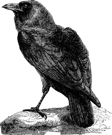 Vintage Image Raven — Stock Photo © 116875440
