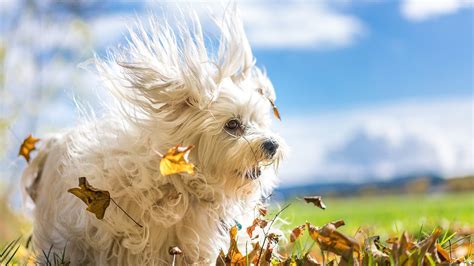 Download Wallpaper 1366x768 Furry White Dog Leaves Wind Hd Background