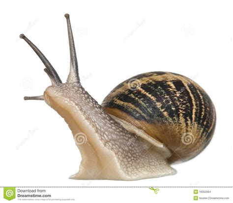 Se o caracol atravessou sua trilha… ele o está deixando saber que precisa desacelerar um pouco. Caracol de jardín foto de archivo. Imagen de largo ...