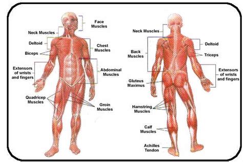 I always found a diagram of the human body to be very useful when it came to training. Muscular System - Sports Science