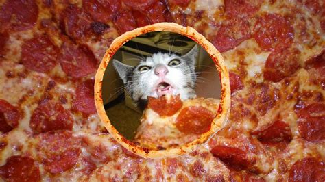Not great, but not horribly dangerous. Is Pizza Safe For Cats? - Purrfect Love
