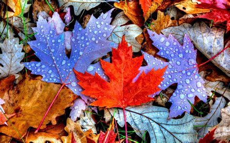 4k Colorful Leaves Wallpapers High Quality Download Free