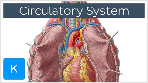Circulatory System Function Definition Human Anatomy Kenhub