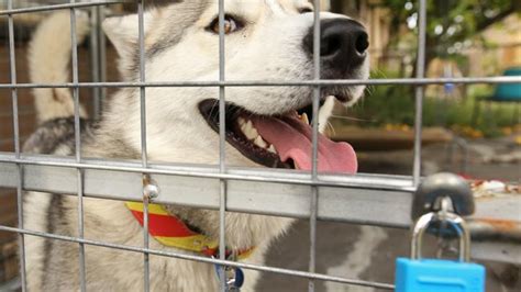 Owner Fights To Have Dangerous Dog Tag Overturned Despite