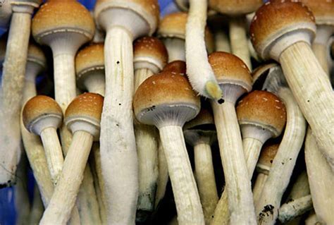 Can Magic Mushrooms Help Fight Mental Illness A Bipartisan Group Of