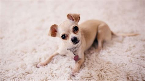 Top 5 Small Dog Breeds That Are Most Popular Avenue Dogs