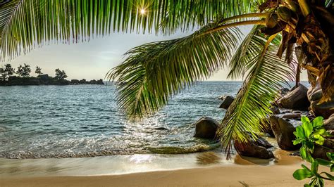 Coconut Tree On Beach Sand With Beautiful View Ocean View With Sunrays Hd Nature Wallpapers Hd