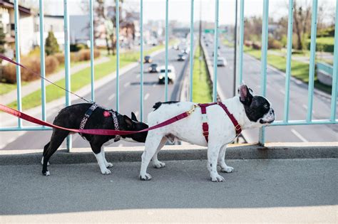 English Bulldog Lifespan Must Read Johnny Holland