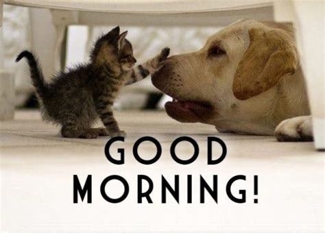 This good morning wishes images will make your friends refreshed. Funny Good Morning Pictures - Good Morning Images, Quotes ...