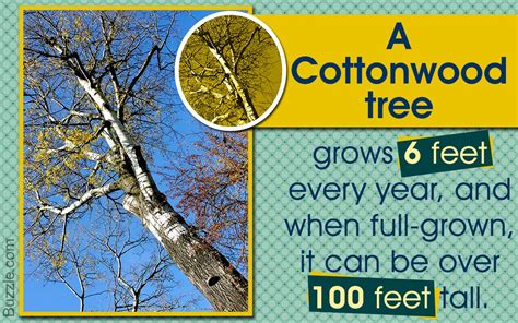 Facts About Cottonwood Trees Cottonwood Tree Images Tree