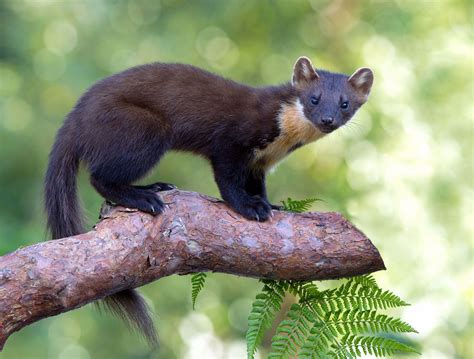 Pine Marten By Chas Moonie Wild Photography On Flickr Wild Photography