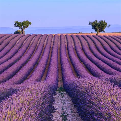 Descobrir 72 Imagen Campos De Lavanda Na Provence Br Thptnganamst Edu Vn