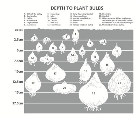 Planting Spring Bulbs