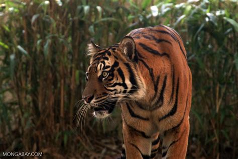 Indonesia's tropical forests are of global importance, covering over 98 million hectares (242,163,274 acres). Putting our heads together for tigers