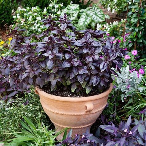 Home décor & so much more · something for everyone 10 Safe Plants for Dogs You Can Add to Almost Any Garden ...