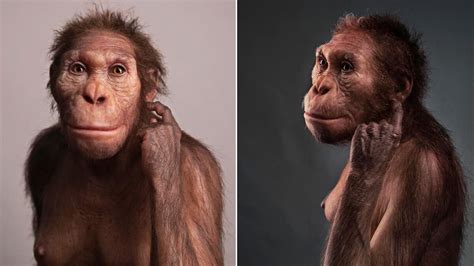 Ancient Hominin Shows Evolution Of Bipedalism