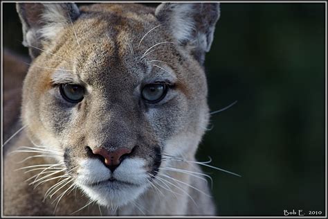 Imgp5517 Cougar Cougar At The Toronto Zoo Bob Flickr