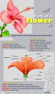 The parts of flowers are named by scientists and show great variation in shape, these flower parts include sepals, petals, stamens and carpels. Parts of a Flower - Mocomi Kids