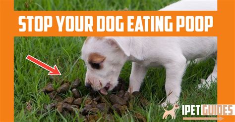 What To Feed Dogs To Make Poop Taste Bad