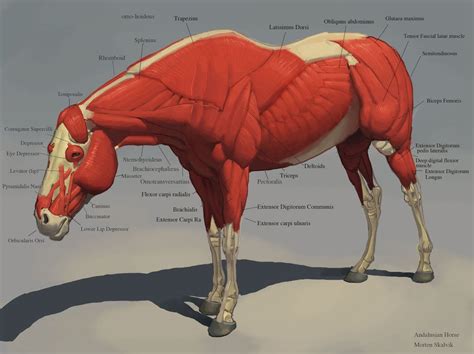 Horse Muscles Horse Anatomy Horse Drawings Horses