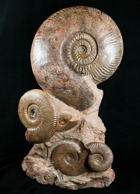 Large Hammathoceras Ammonite Display Piece For Sale 4337