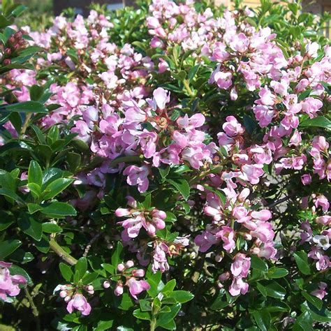Escallonia Apple Blossom Hardy Evergreen Flowering Potted Outdoor