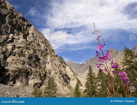 Mountain Summer Stock Image Image Of Sunlight Purple 54390505