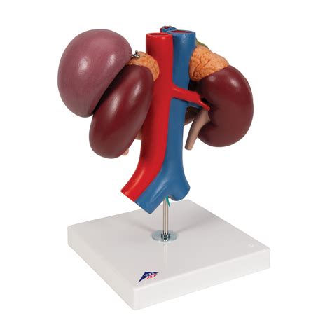 K223 Kidneys With Rear Organs Of The Upper Abdomen 3 Part 3b