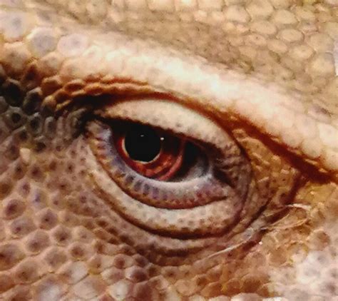Keeping 1 Eye Open Reptiles Lizard Monitor Eye Animals Animales
