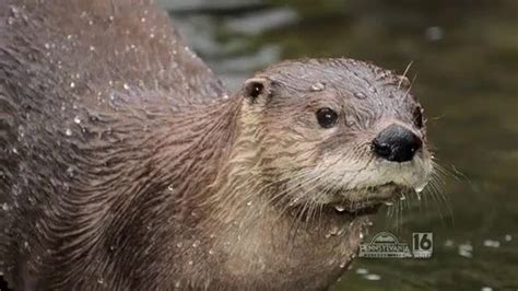River Otter Trapping Season Update