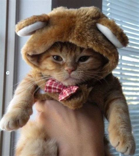 30 Dressed Up Adorable Kittens Are Here To Woo You